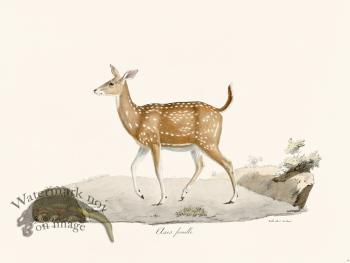 Cuvier 006 Female Axis